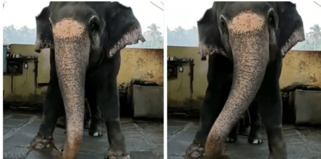 Viral Video Elephant celebrates Lord Shankar by dancing watch video