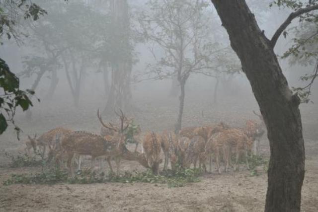 Corona In UP Quarantine to deer after lions read full news