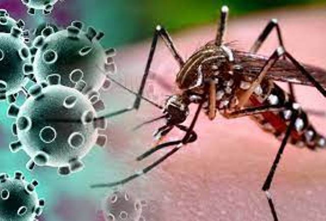 The risk of chikungunya and malaria, including Dengue, appears to be increasing amidst Corona infection in the capital. The latest cases of dengue have started presenting a terrible picture of the coming days.