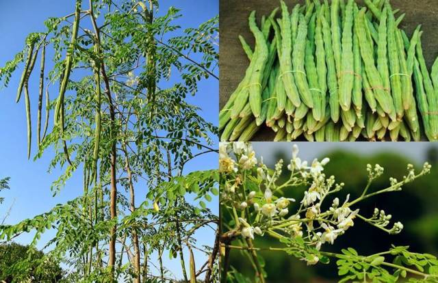 In Ayurveda, drumstick (Munga) is considered the world's most powerful nutritional supplement. From its root to flower, leaf, pod, stem, gum, everything is useful. In Ayurveda, it is possible to cure three hundred diseases with drumstick.