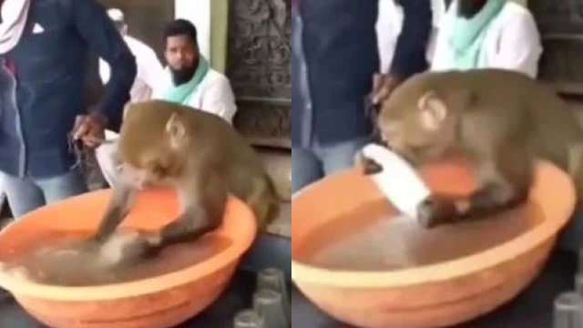 Monkeys are one of the cutest animals and are known for being funny. Recently, a video shot at a tea stall went viral for being strange. In the video, a monkey is seen washing dishes like humans at a tea stall.