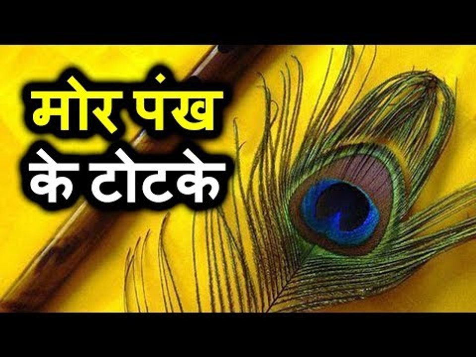 In astrology, Peacock Feather is considered to be the representative of all the nine planets, especially some such remedies of peacock have been told, which, if done in any auspicious time, get rid of all the problems immediately.