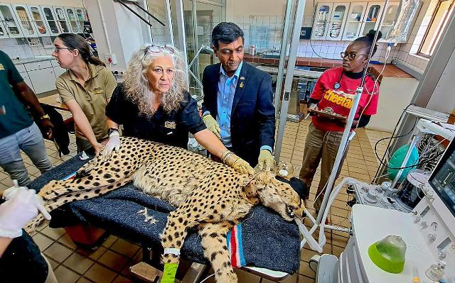 After more than 70 years of extinction in India, eight cheetahs landed in Gwalior, Madhya Pradesh from Windhoek, the capital of Namibia at around 8 am today (17 September 2022).