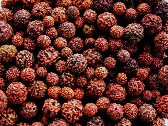 Scientifically speaking, Rudraksha is the kernel (seed) of a fruit. This is the only fruit in the world, which is not eaten, but the seeds are kept after removing the pulp. This is such a seed (wood metaphor), which sinks in water.